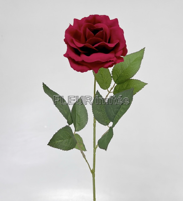 Růže Soňa velvet 60cm   12/144