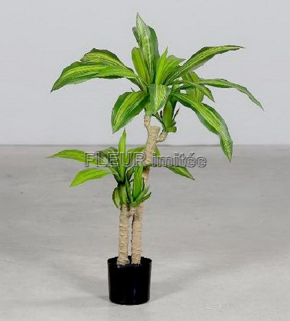 Yucca  85cm v květ. 4/16