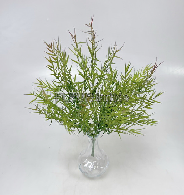 Asparagus x7 40cm 12/