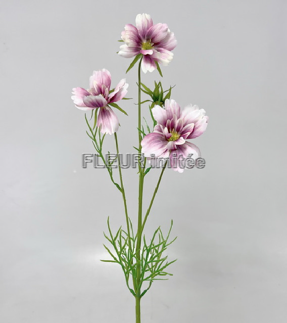 Cosmos 74cm 24/144