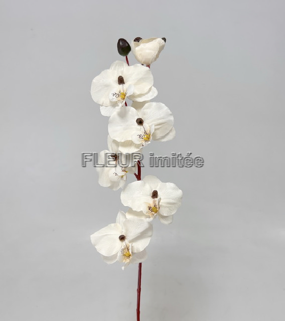  Orchidea 77cm 12/144