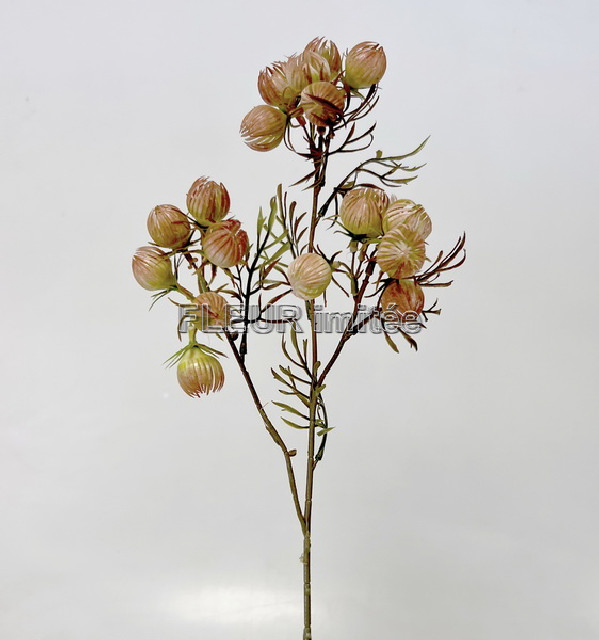 Physalis mini x3  60cm 36/216