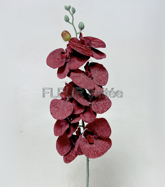 Orchidea  90cm latex  12/144