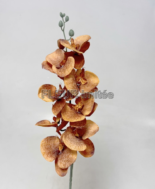 Orchidea  90cm latex  12/144