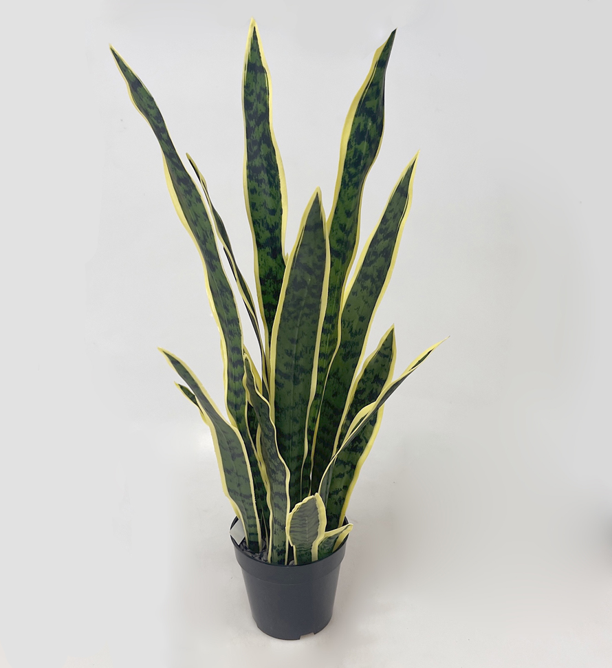 Sanseviera 75cm vč.květ. 1/4