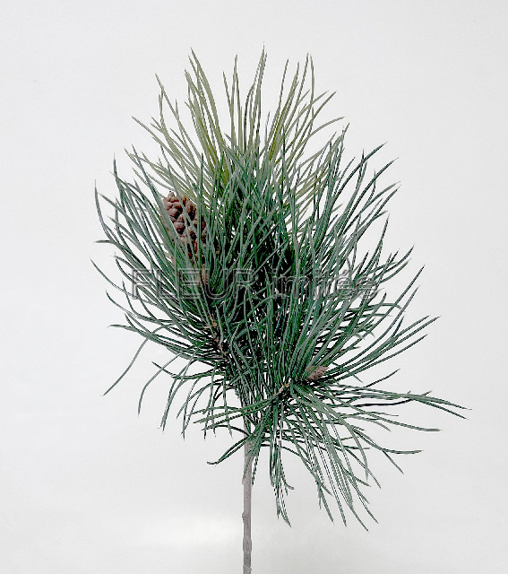 Chvojí se šiškou 40cm 12/144
