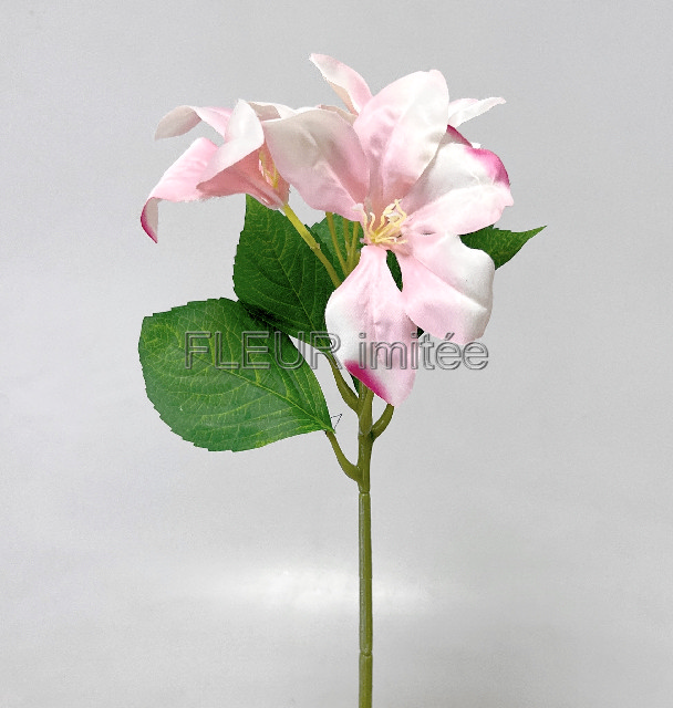 Amarylis x3  32cm  6/144