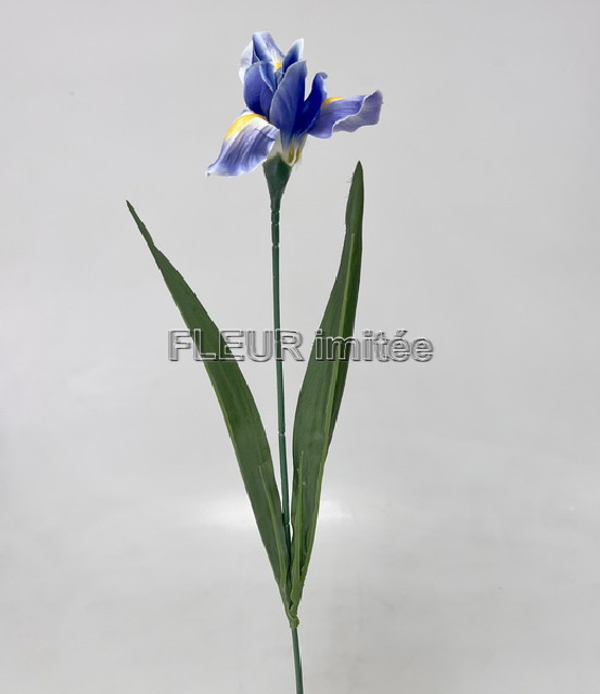 Iris x1 60cm 12/96