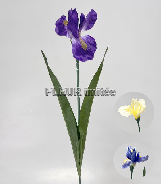 Iris x1 60cm 12/96