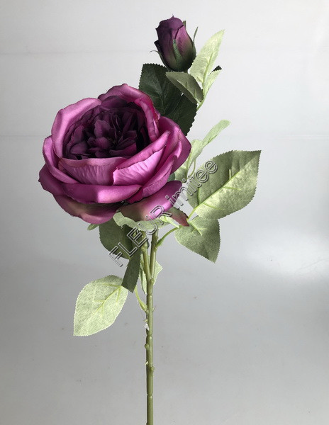 Růže angl. x2 58cm 36/360