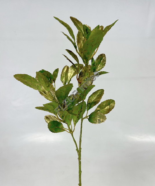 Vavřín ván.x2  75cm 12/144