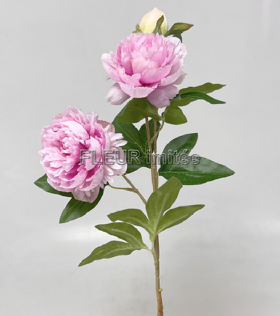 Pivoňka x3 75cm 24/192