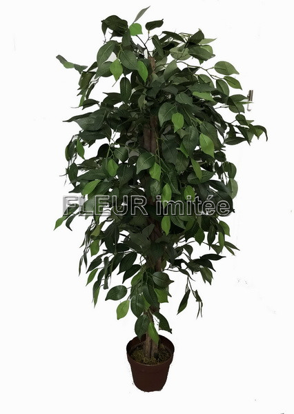 Fikus strom 120cm