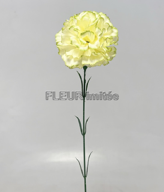 Karafiát x1 56cm 72/864