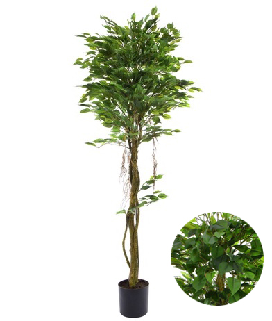 Fikus strom 183cm UK 1/2