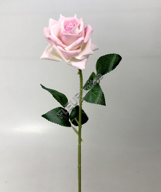 Růže velvet mini  6/50cm 60/600