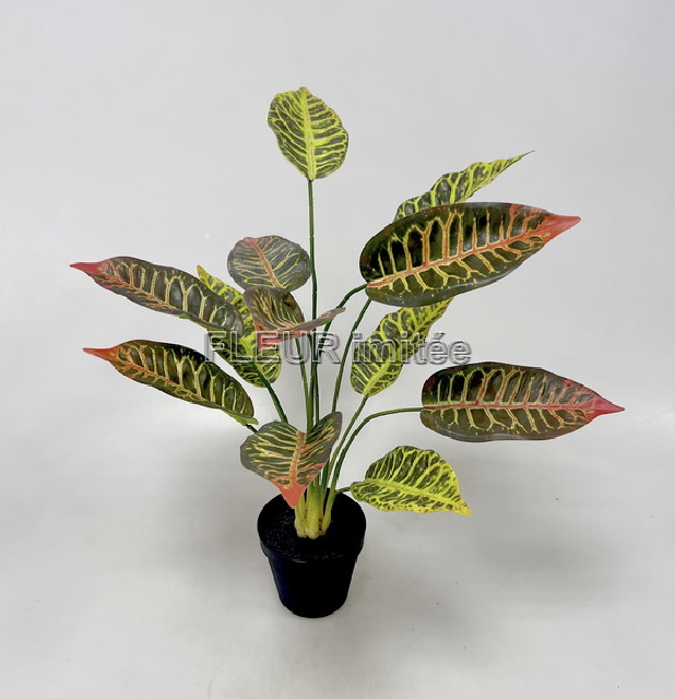 Croton v květ. 50cm 1/10
