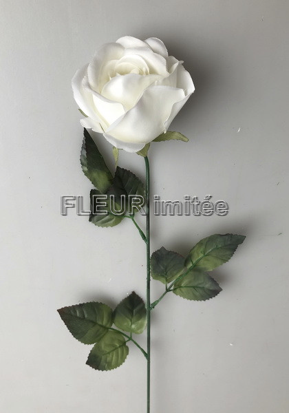 Růže 7cm/ 60cm   MGHT  12/480