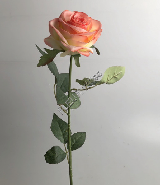 Růže ZaM  67cm 24/240