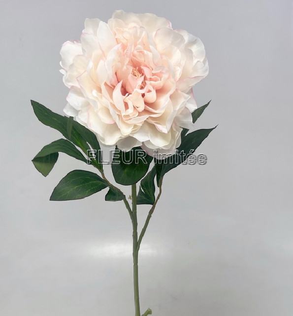 Pivoňka x1 10/70cm    12/240