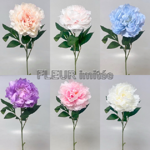 Pivoňka x1 10/70cm    12/240