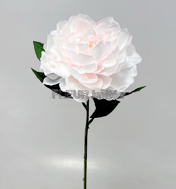 Pivoňka x1 10/70cm    12/240