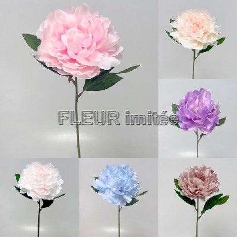 Pivoňka x1 10/70cm    12/240