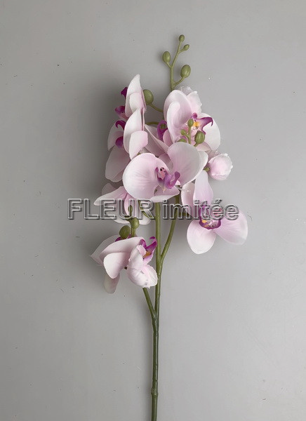 Orchidea 48/240