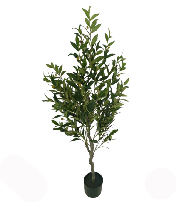 Oliva strom 120cm 1/4