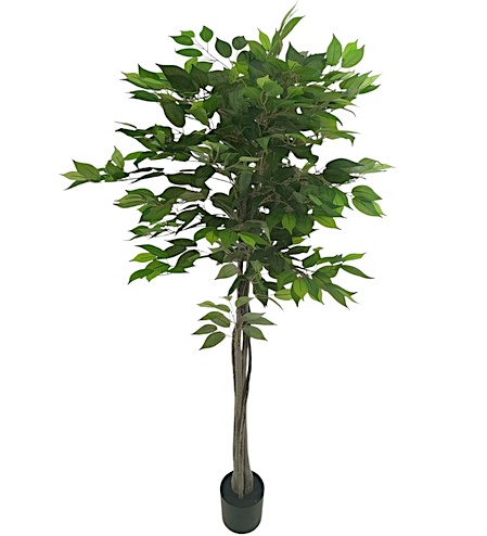 Fikus strom 150cm UK 1/2