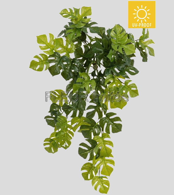 Monstera pop. 54cm UV  6/72