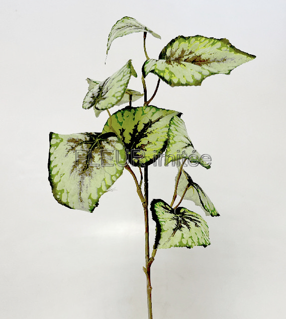 Begonie x9 72cm