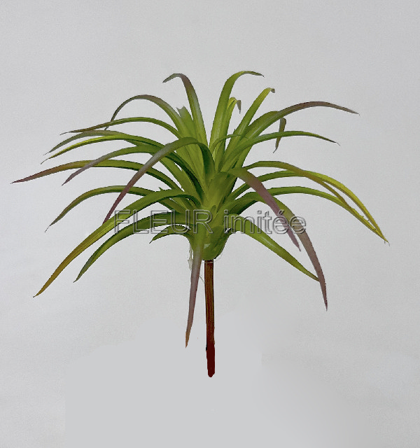 Tilandsie 17cm 12/144