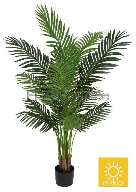 Palma Areca 135cm latex  1/4