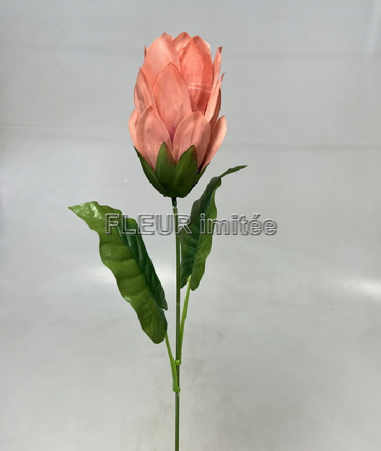 Protea x1 45cm  12/144