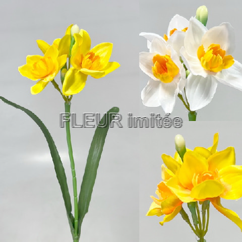 Narcis 3kv. 48cm 144/1152