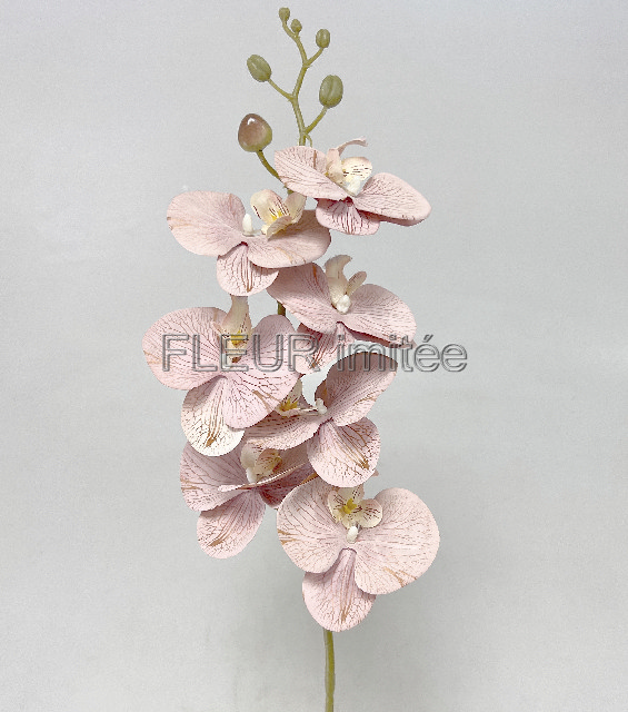 Orchidea 7kv. 90cm 24/192