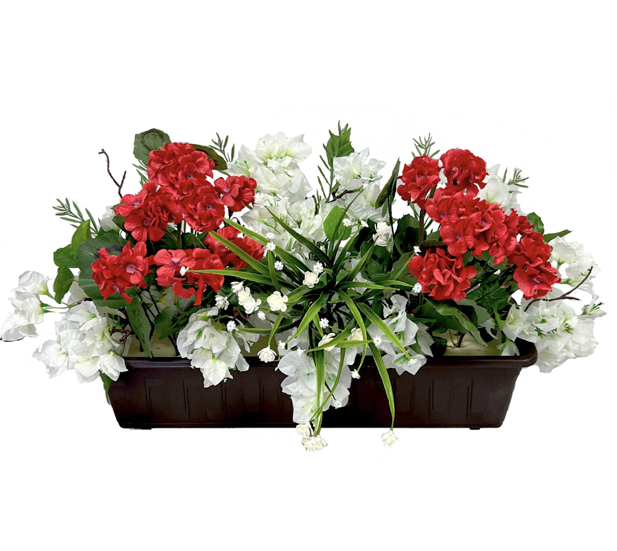 Truhlík muškát 60x30cm