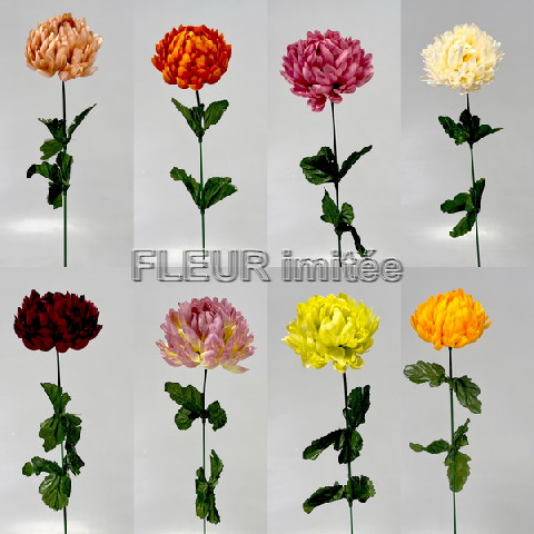 Chryzantéma x1 48cm /8cm   12/