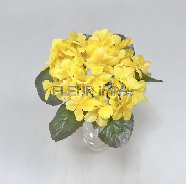 Saintpaulia 21cm  24/288