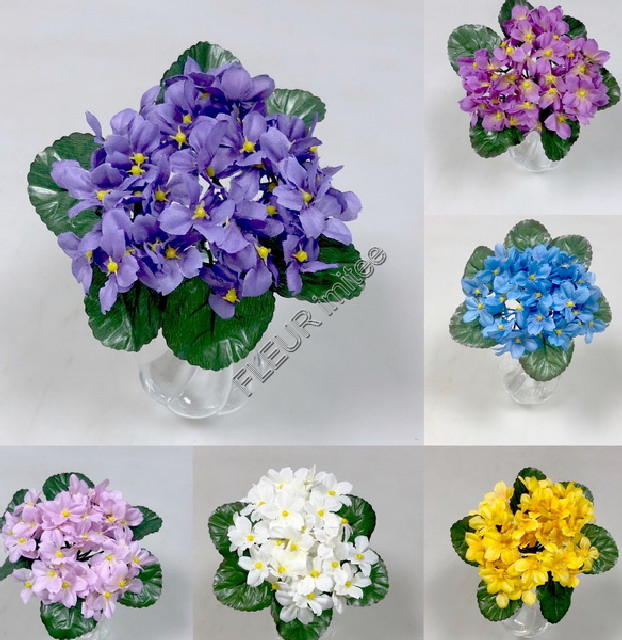 Saintpaulia 21cm  24/288