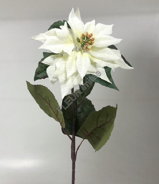 Poinsettia x1 70cm velvet 12/144