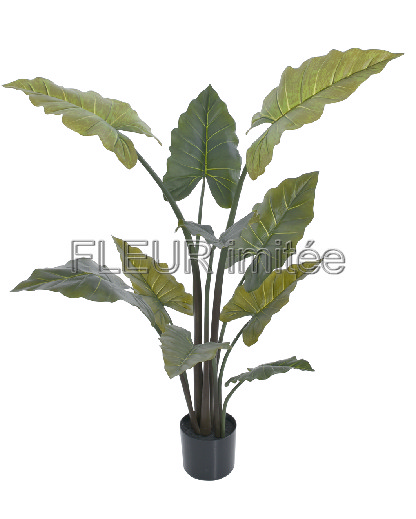 Alocasia 170cm  1/2