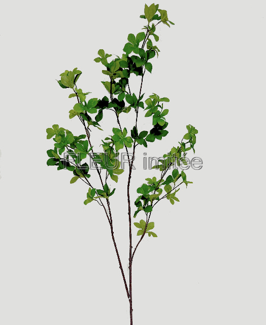 Pittosporum 120cm 24/144