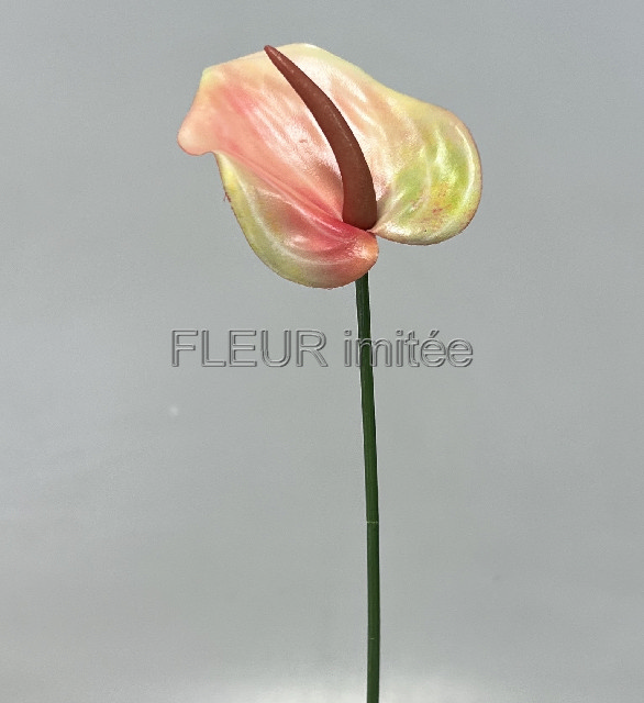 Anturie mini 46cm 36/576