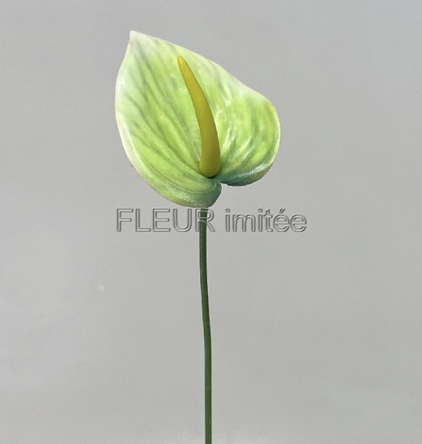 Anturie mini 46cm 36/576