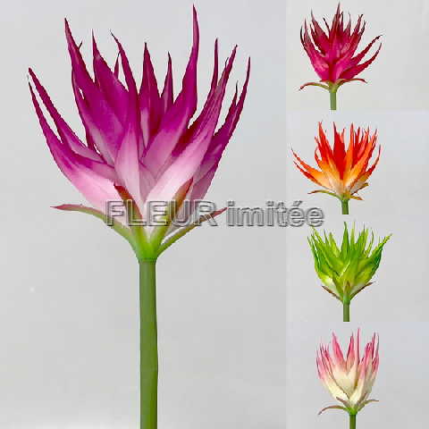 Guzmanie 85cm  24/144