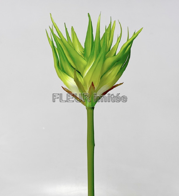 Guzmanie 85cm  24/144