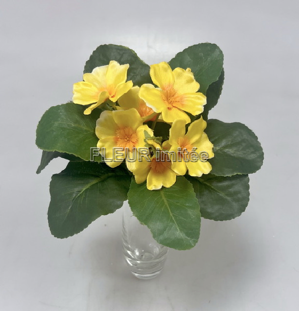 Saintpaulia 20cm 24/240