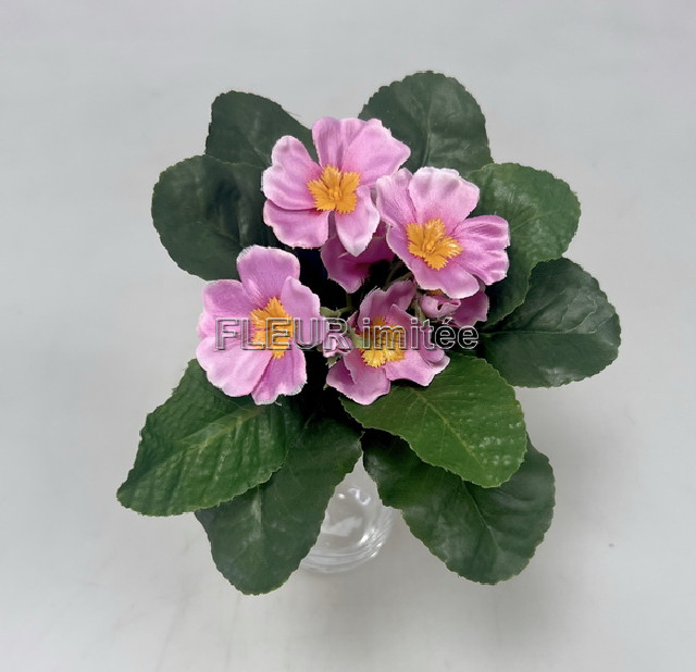 Saintpaulia 20cm 24/240